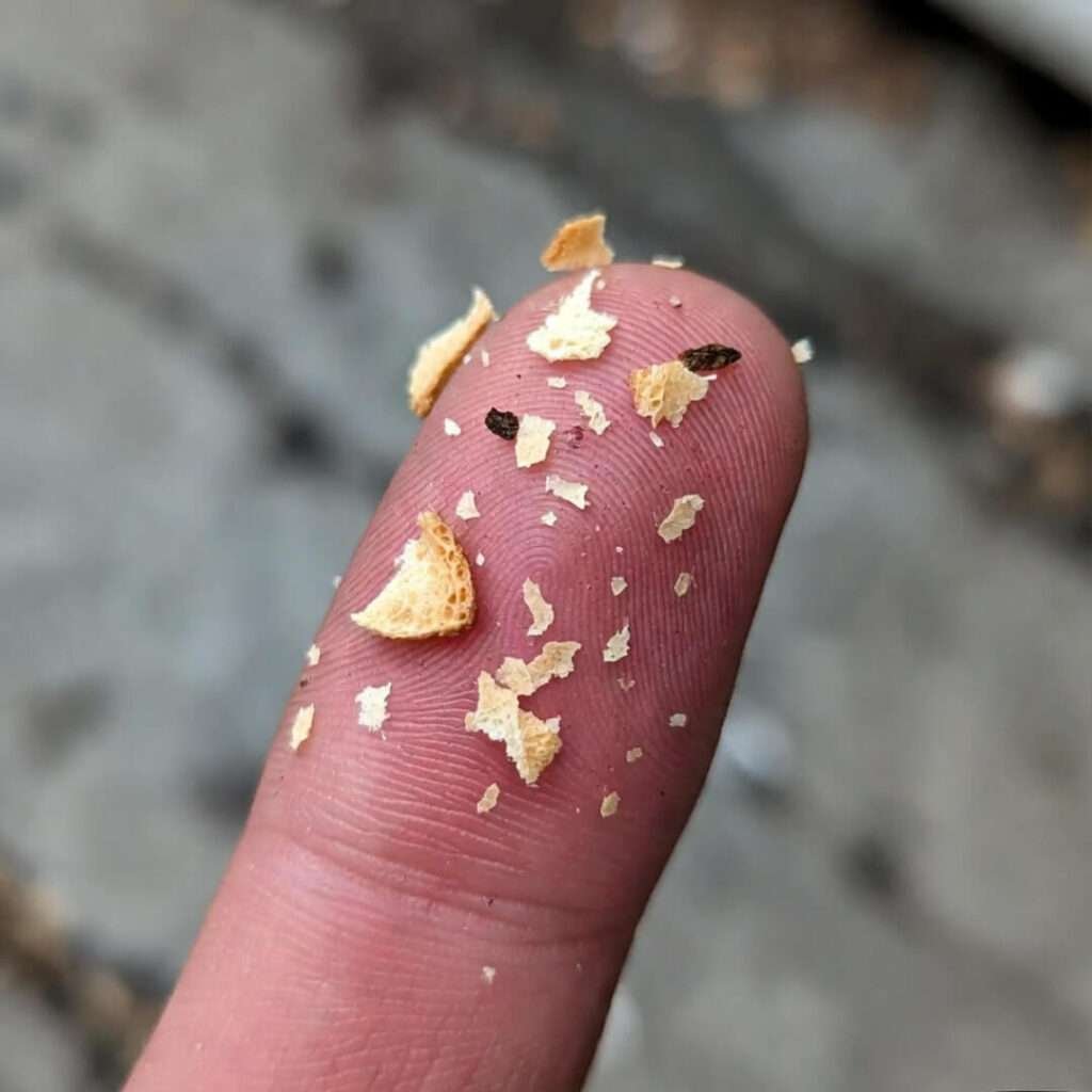 Croissant flakes and sidewalk dirt on my hangry thumb.